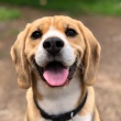 Understanding Dog Bite Legislation: A Comparative Analysis of NJ and NY Laws